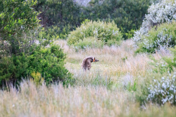 Eastern Grey Kangaroo Foraging in a Field of Golden Grass
