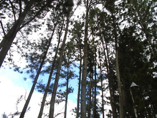 Fototapeta premium sky through trees