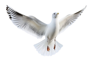 Obraz premium Natural white seagull soaring with transparent background