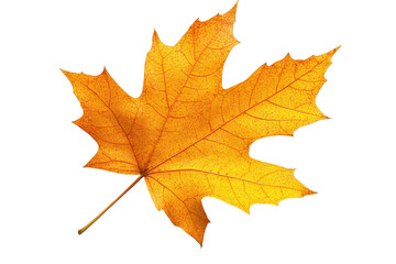 Obraz premium Vibrant autumn maple leaf showcasing intricate veins and rich golden color