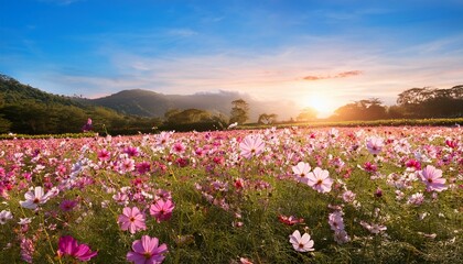 beautiful cosmos flower field