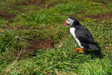 Atlantic puffin on the isle of Lunga in Scotland. The puffins breed on Lunga, a small island of the coast of Mull. 