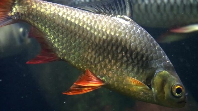 The Tinfoil Barb - Barbodes schwanenfeldii, floating in water