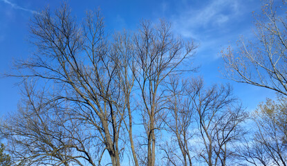 Trees without leaves in autumn