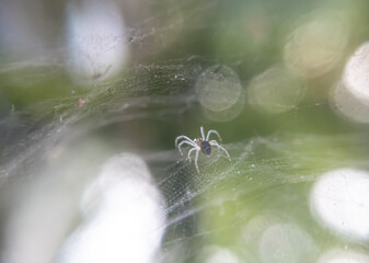 Silent Weaver: A Macro Photography Capture of a Spider on Its Nest