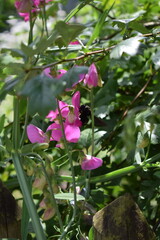 carpenter bee on pink flowers