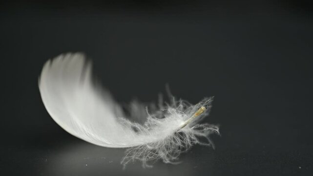 swan feather