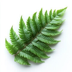 Fern flower isolated on a white background
