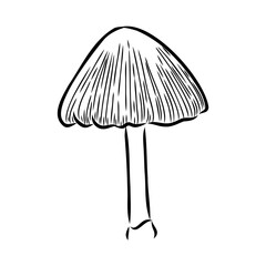 Toadstools, , vector illustrations. Sketch style, toadstool mushroom, vector