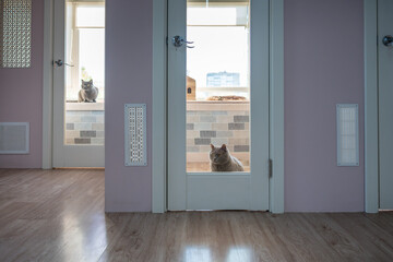 Cats observe animal hotel lobby from cozy private suites with comfortable amenities and toys. Glass door suits engaging environment for feline curiosity, maintaining individual space for each pet