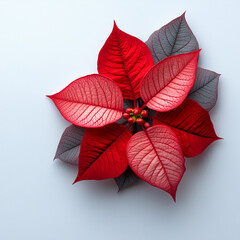 Poinsettia isolated on a white background