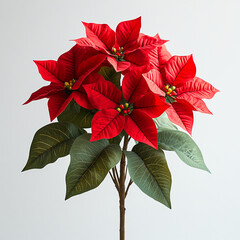 Poinsettia isolated on a white background