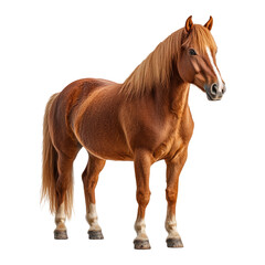 Fototapeta premium Majestic Brown Horse Standing Gracefully