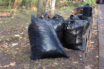 Black bags with autumn leaves. Autumn street cleaning.