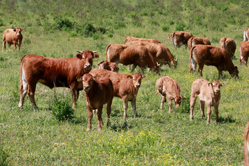 Hausrinder Herde auf Weide, Italien, Europa 