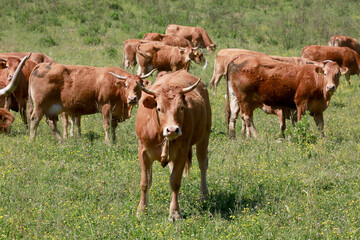 Hausrinder Herde auf Weide, Italien, Europa 