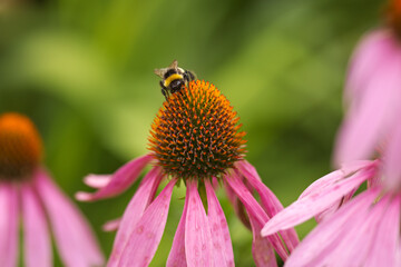 beautiful pink coneflower with bumblebee, pretty pink flower with pollen pistil, pink petals and green background, coneflower and bumblebee, pink echinacea and insect, orange pollen pistil