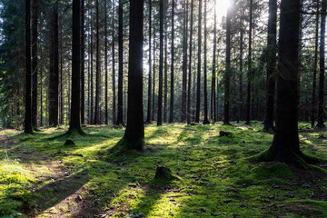 Fototapeta premium Lichtspiel im Fichtenwald