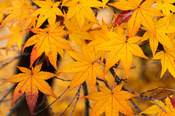 yellow maple leaves hanging from the tree