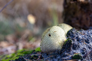 A close-up of a peculiar mushroom nestled in the forest, showcasing its intricate texture and earthy habitat.