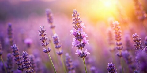 Naklejka premium Delicate Lavender Blossoms Bathed in Golden Sunlight, Their Purple Hues Shimmering Amidst a Field of Fragrant Flowers