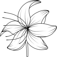 Lilies bloom outline vector