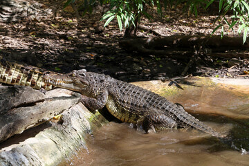 the siam crocodile is walk up from river