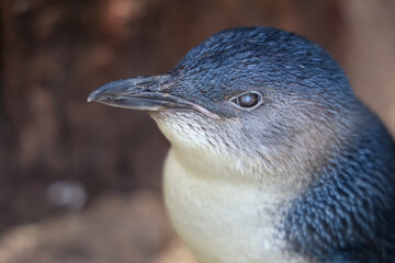 The Fairy penguin or blue penguin is so cute and local animal in phillip island,Australia