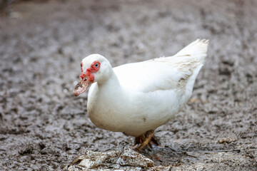 The white Muscovy Duck is stay in nature garden