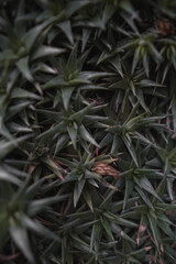 Obraz premium Cactus