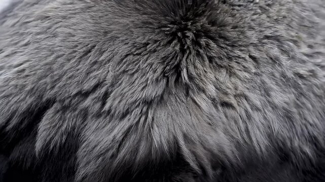 4K high definition video captures elegance softness perfect fashion luxury content allergy animal apparel background beautiful black blowing closeup clothes clothing coat detail furrier furry grey