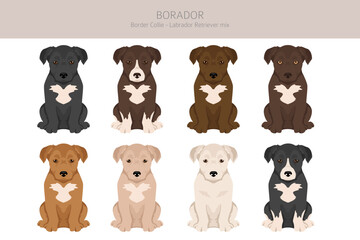 Border Collie Labrador Retriever mix. Borador clipart. Different coat colors set.  Vector illustration
