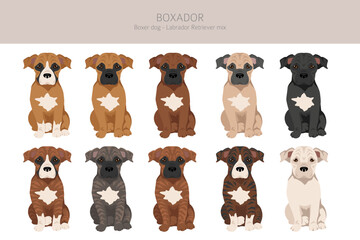 Boxer dog Labrador Retriever mix. Boxador clipart. Different coat colors set.  Vector illustration