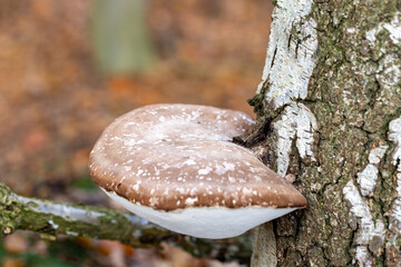 A stunning and beautiful mushroom is flourishing on a tree trunk in a serene and peaceful forest setting
