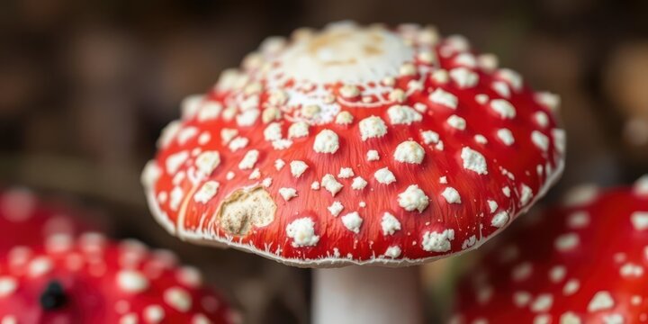Close-up of a vibrant red and white Amanita poisonous mushroom, toxicology