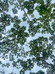Chocolate Trees Canopy