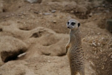 Meerkat