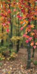 Colorful autumn leaves decorating a wide blurred background in the forest, scenery, colorful