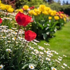 Fototapeta premium Focus Pull, Lush Flower Garden in Full Bloom on a Bright Sunny Day: Eye-level shot capturing colorful flowers like roses, tulips, and daisies, with vibrant green grass and bushes framing the scene