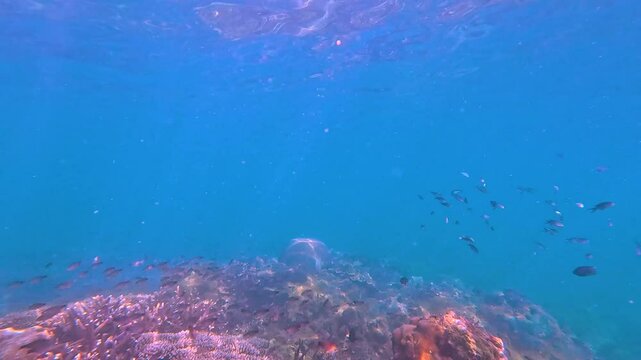 Stony coral underwater in the tropical reef and a school of small fish on a rock of a sandy bottom sea.