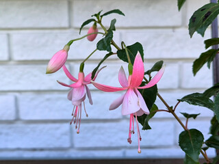 pink blooming fuchsia plant close up
