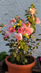 pink blooming fuchsia plant close up