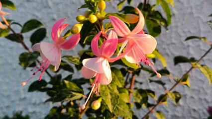 pink blooming fuchsia plant close up