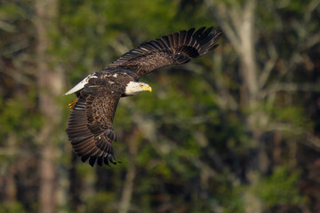An American Bald Eagle flying near a forest