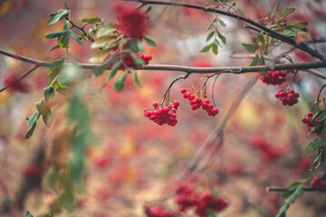 Rowan berries hanging on a branch in autumnal colors