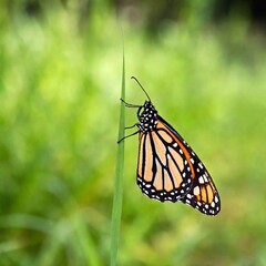 A macro photo of a butterfly resting on a blade of grass, soft focus blurring the background to a wash of green hues, low angle shot from beneath the grass level, giving the butterfly an almost toweri