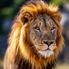 A close-up photo of a lion with sunlight catching its mane, deep focus on its calm expression and...