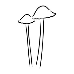 Toadstools, , vector illustrations. Sketch style, toadstool mushroom, vector