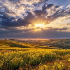 Naklejka premium beautiful sunset over the field of sunflowers