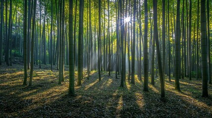 Obraz premium Serenity in the Forest: Rays of Light Through Tall Trees